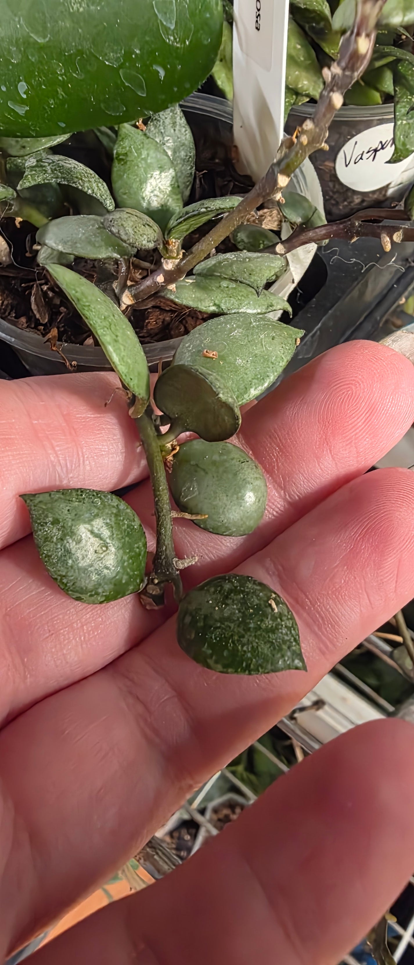 Hoya Lacunosa "Violet"