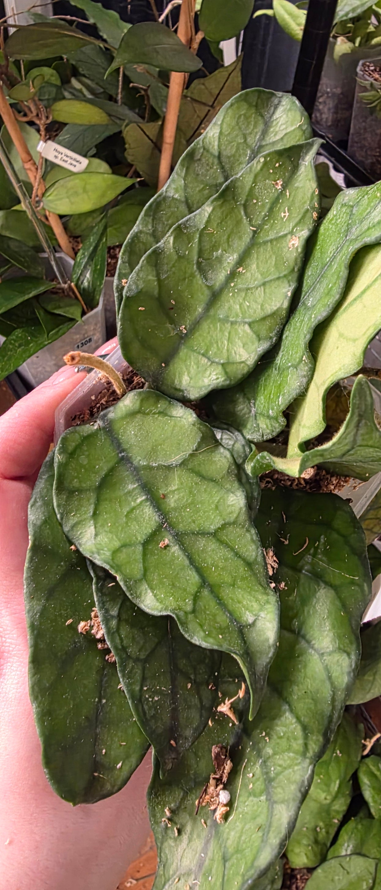 Hoya Villosa (China)