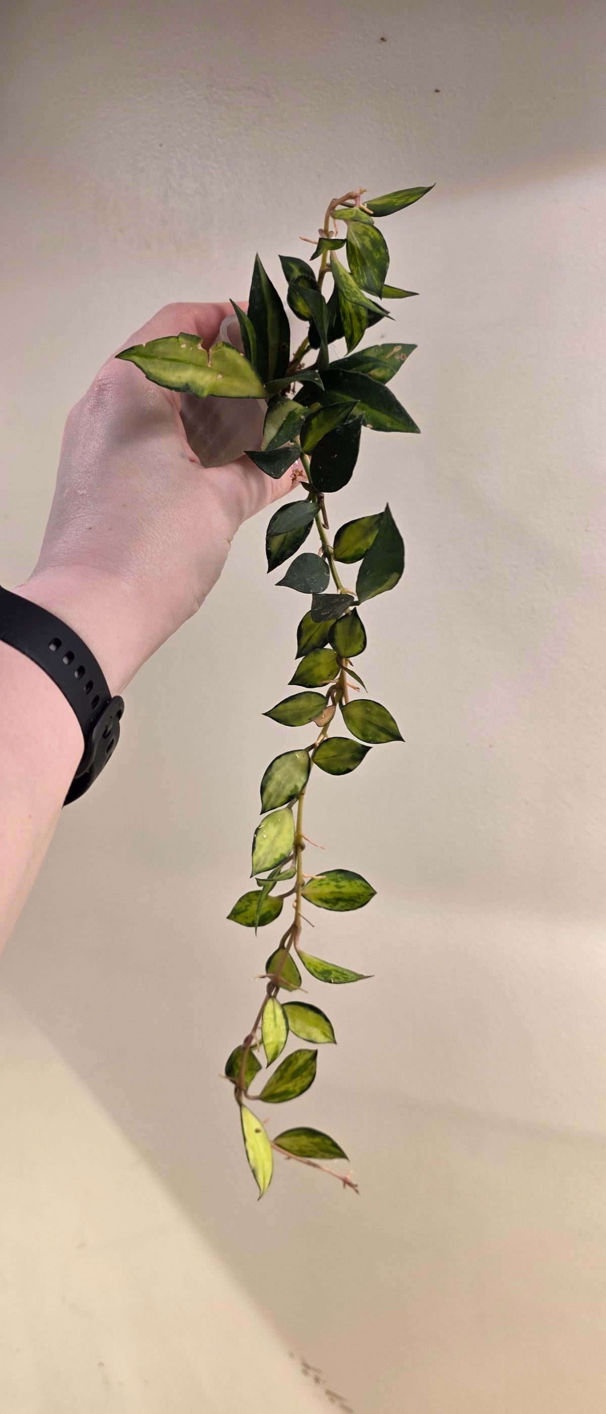 Hoya Lacunosa "Souma"