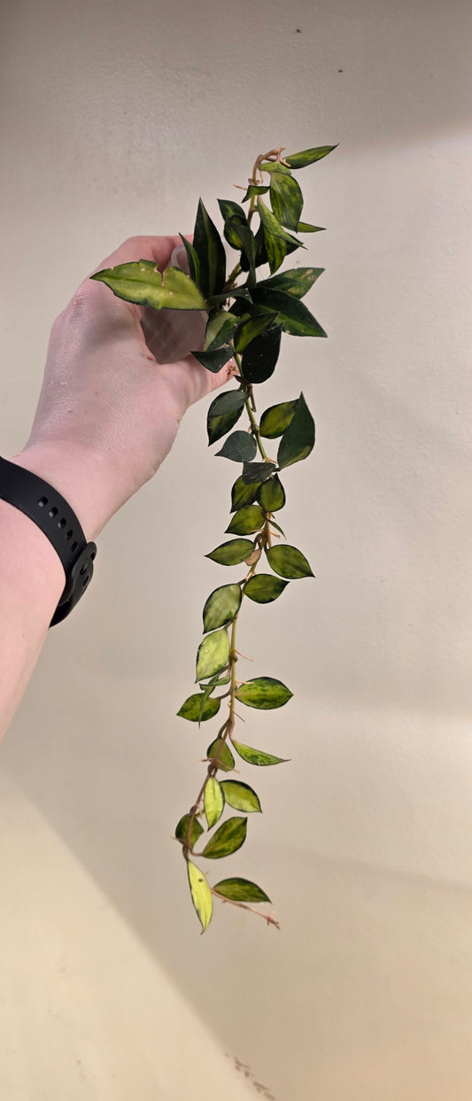 Hoya Lacunosa "Souma"