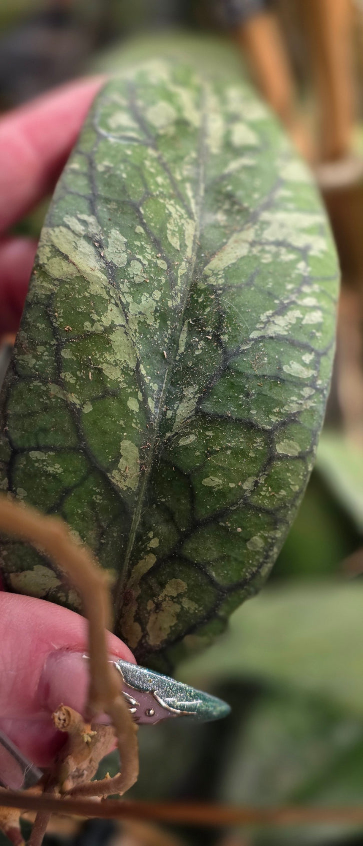Hoya Tanggamus Splash