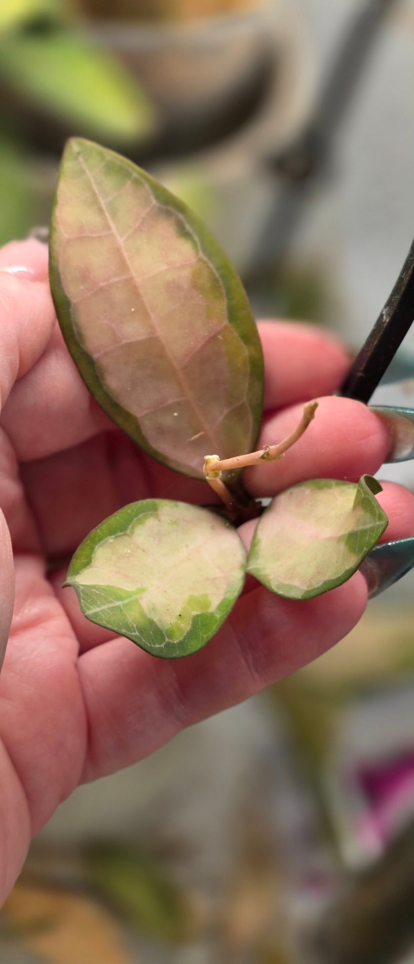 Hoya Elliptica (Variegated)