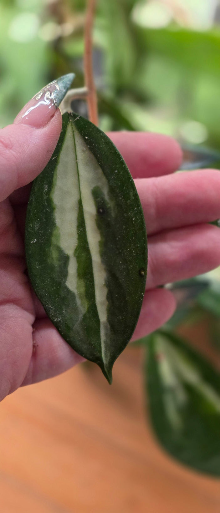 Hoya Verticillata sp. Nganjuk (Inner Variegated)