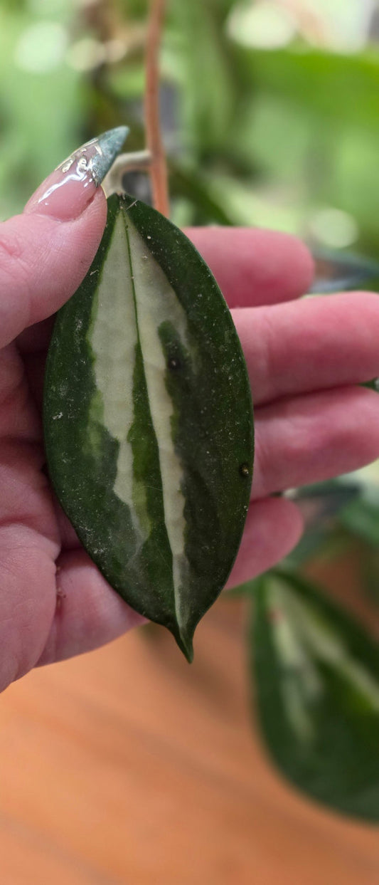 Hoya Verticillata sp. Nganjuk (Inner Variegated)