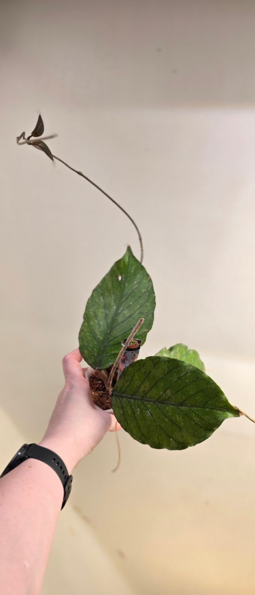 Hoya sp. Aceh TRV0006 "Elder Wyrm" — LIMITED STOCK