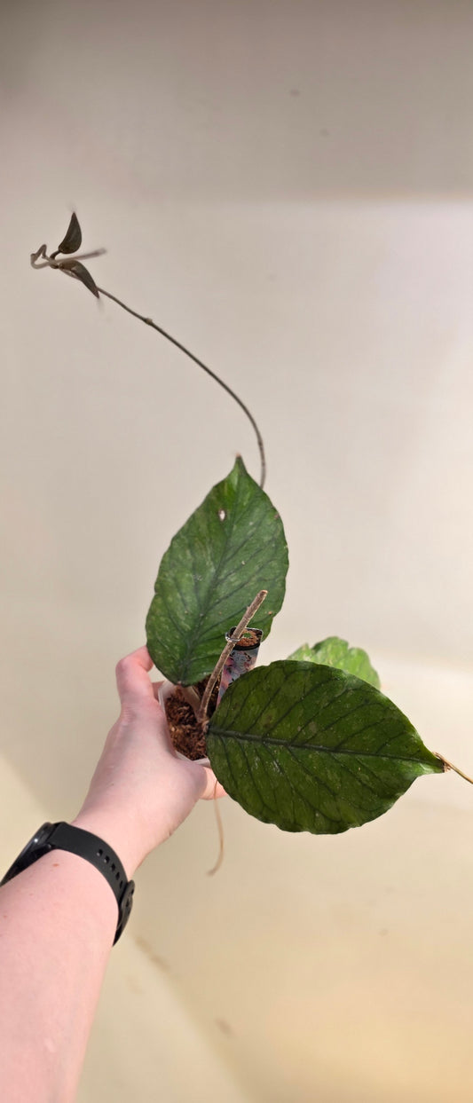 Hoya sp. Aceh TRV0006 "Elder Wyrm" — LIMITED STOCK