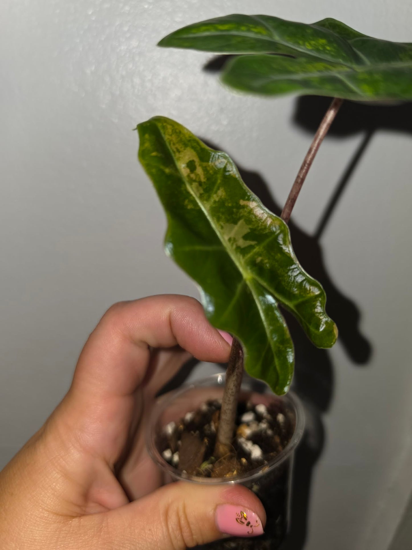 Variegated Alocasia Pseudo Sanderiana