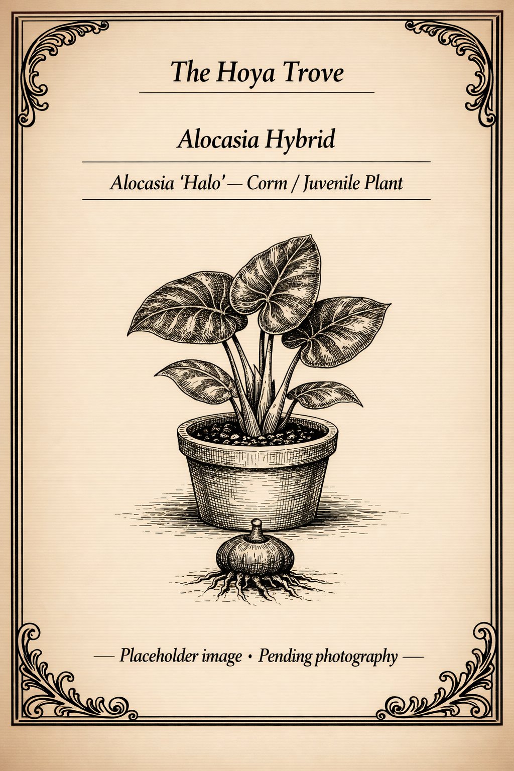 Alocasia 'Halo' variegated plant