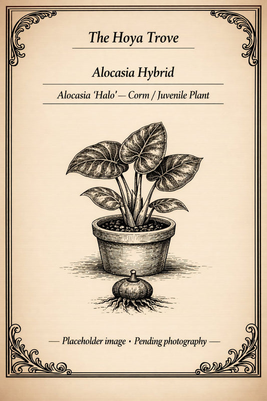 Alocasia 'Halo' variegated plant