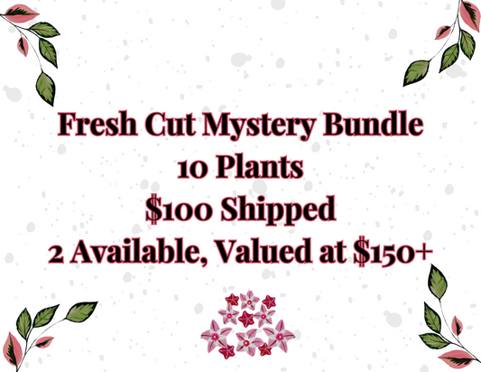 Fresh Cut Mystery Bundle 10 Cuttings