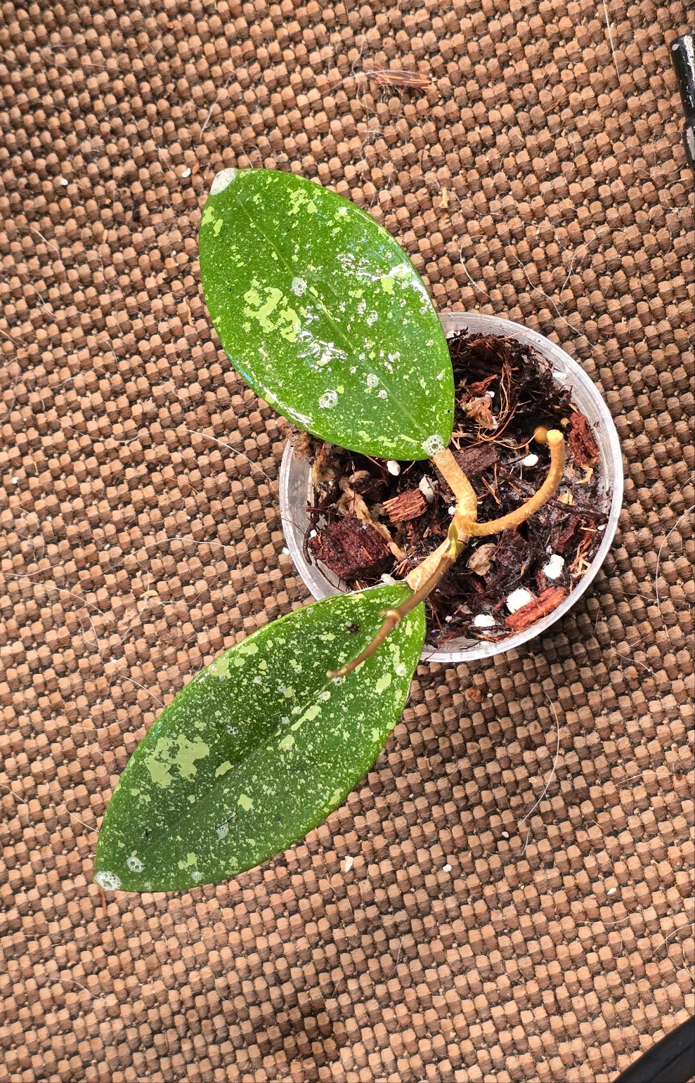 Hoya Vietnam Splash