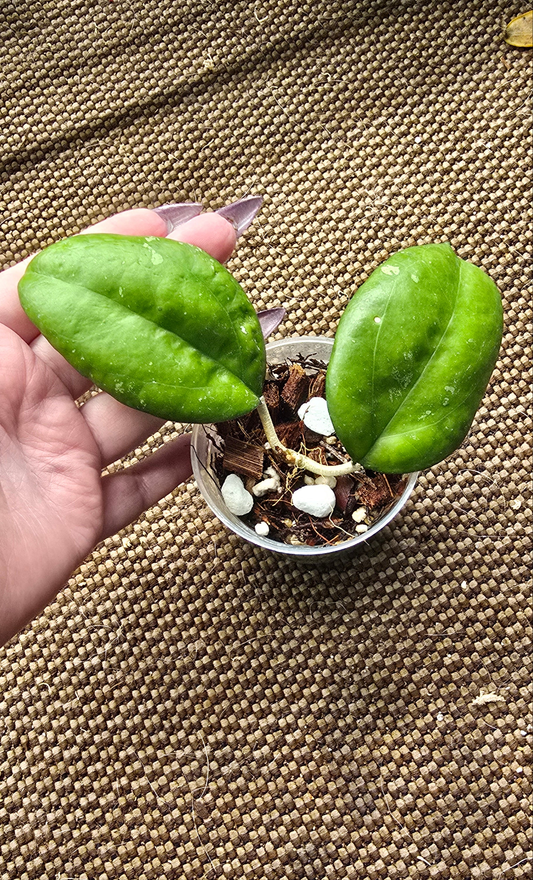 Hoya Joy