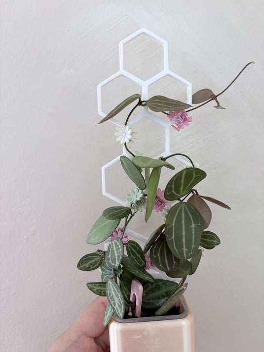 Honeycomb Tower (3-Pack)