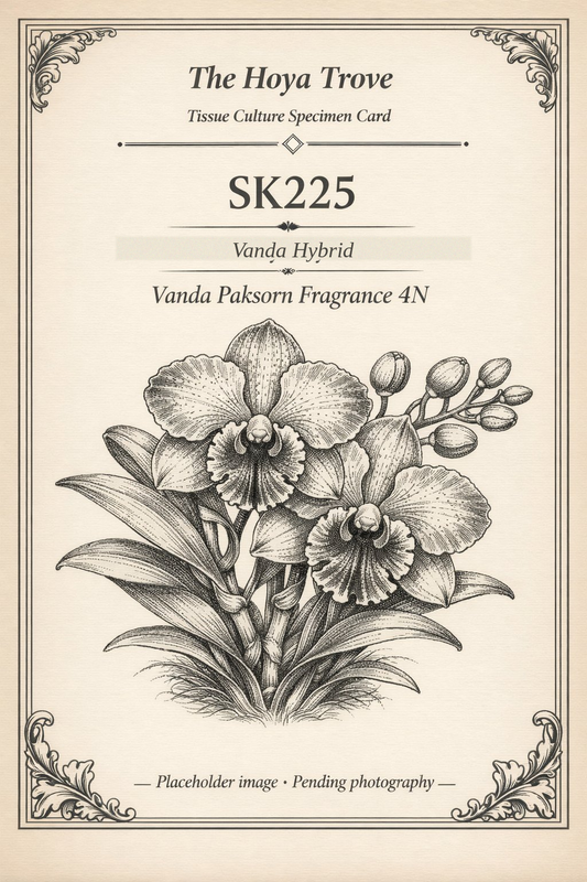 Vanda Paksorn Fragrance 4N — orchid tissue culture plantlet from The Hoya Trove