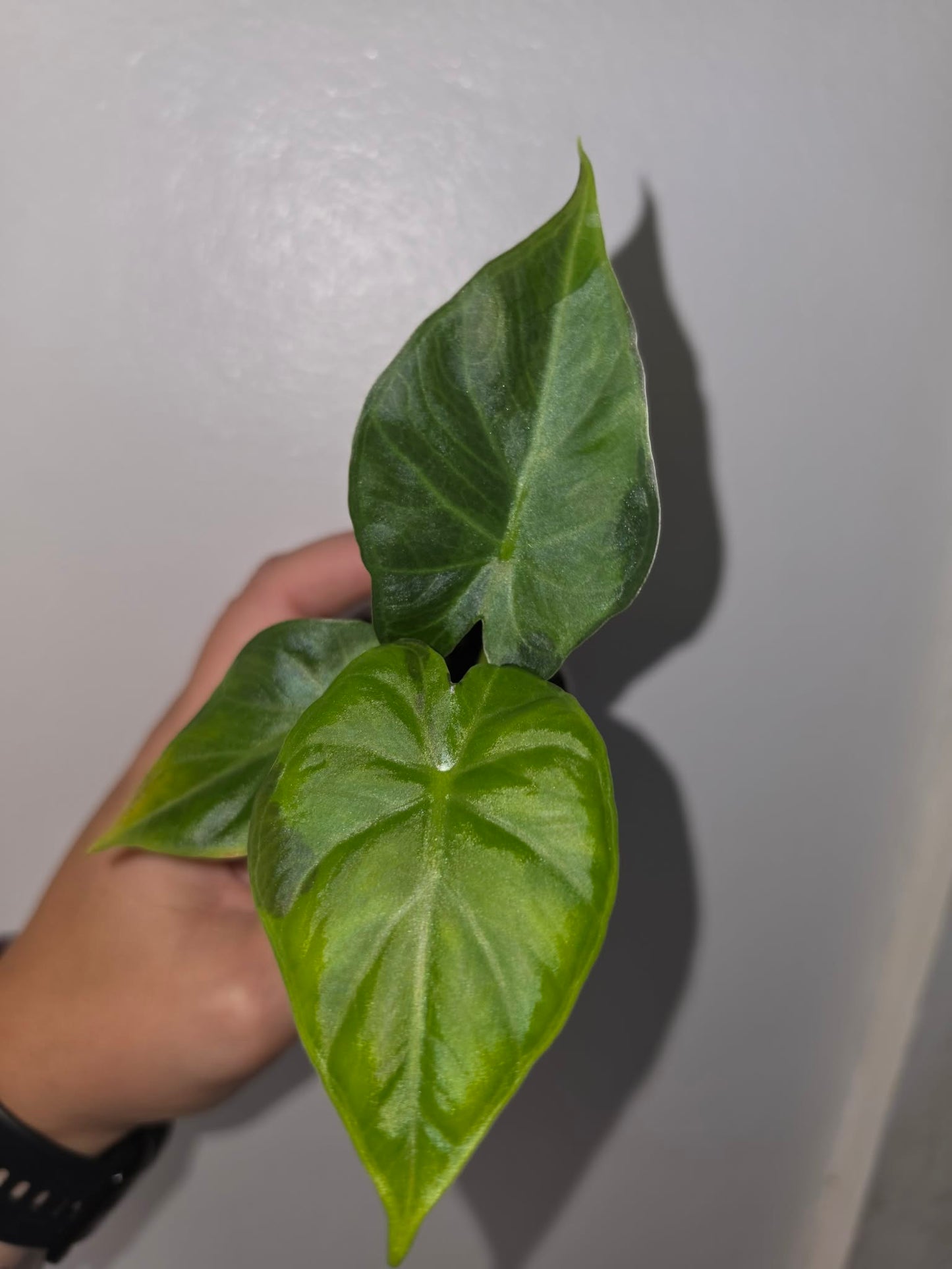 Alocasia Regal Shield — Green on Green (Variegated)