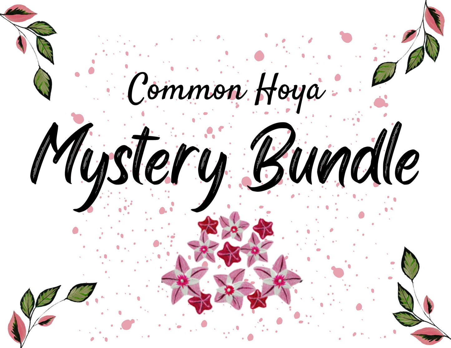 Common Hoya Mystery Cutting Bundle - Starter Bundle