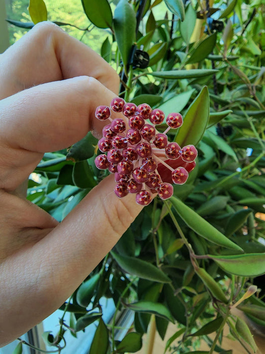 Hoya Sp. Aff. Burtoniae