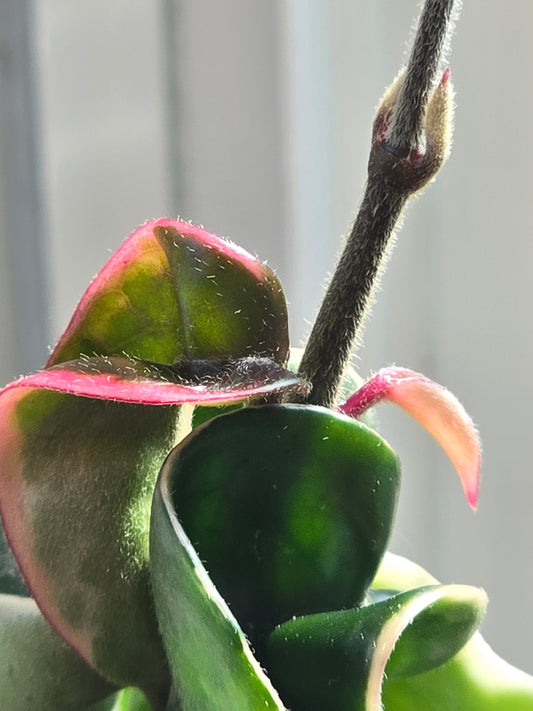 Hoya Carnosa Compacta Albomarginata (Hindu Rope)