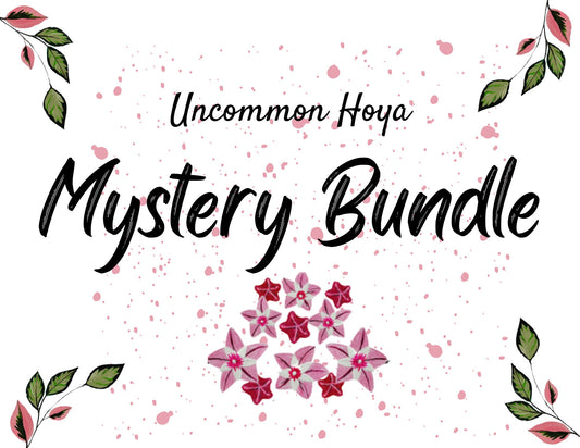 Uncommon Hoya Mystery Cutting Bundle