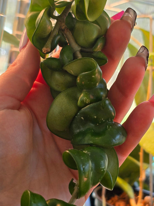 Hoya Carnosa Compacta (Hindu Rope)