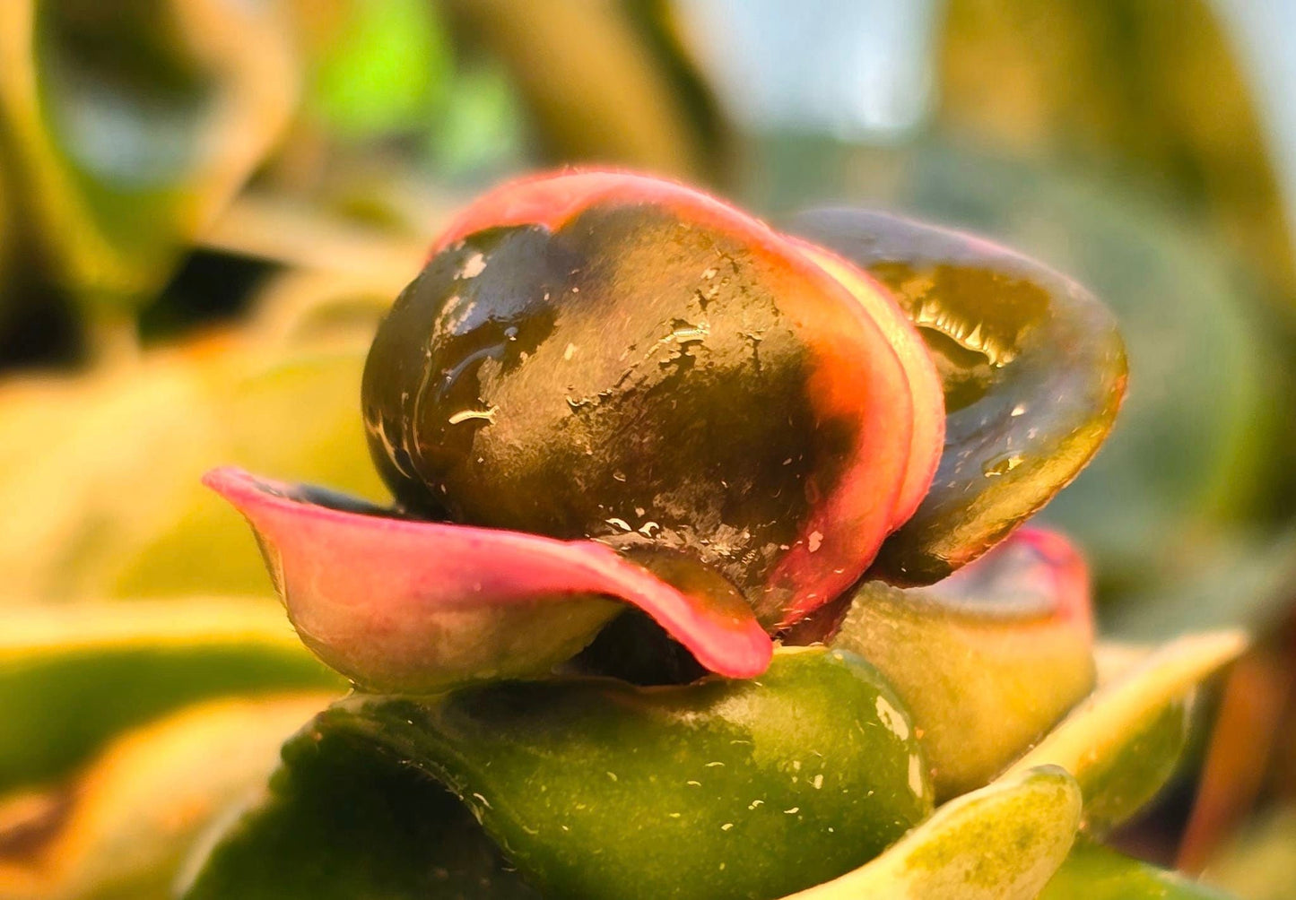 Hoya Carnosa Compacta Albomarginata (Hindu Rope)