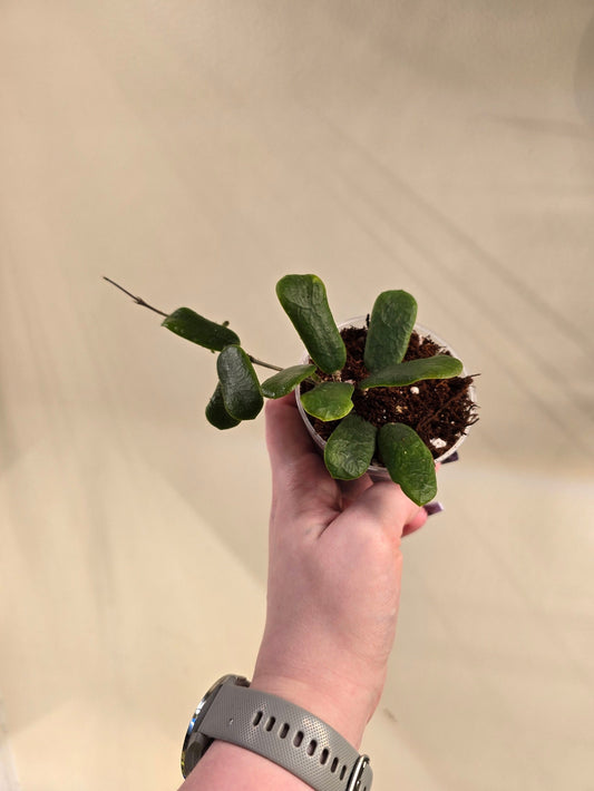 Hoya Rotundiflora