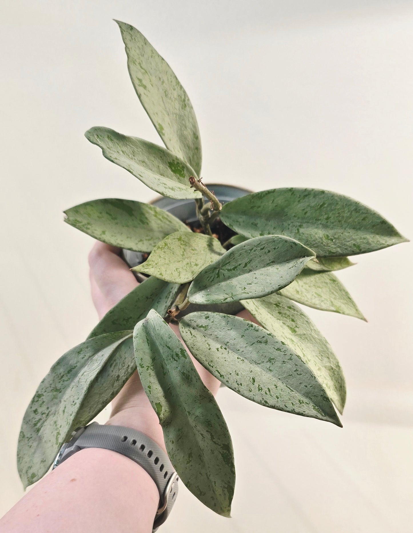 Hoya Publicalyx Pink Silver Ghost