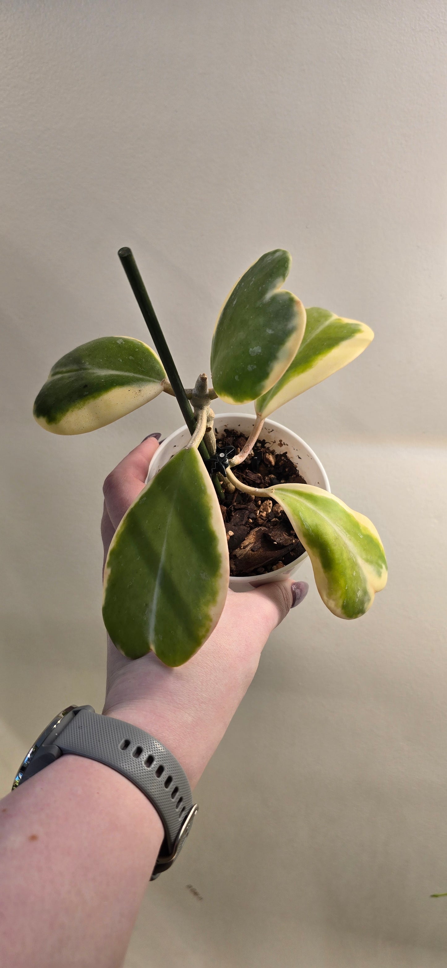 Hoya Kerrii Outer Variegated