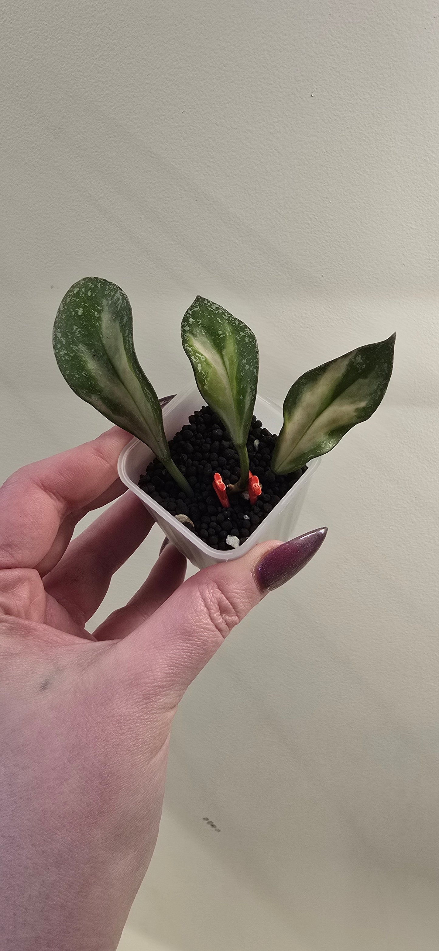 Hoya Nabawanensis Variegated