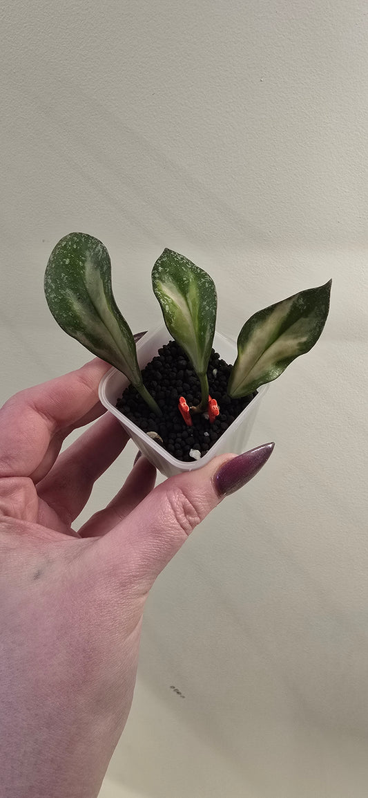 Hoya Nabawanensis Variegated