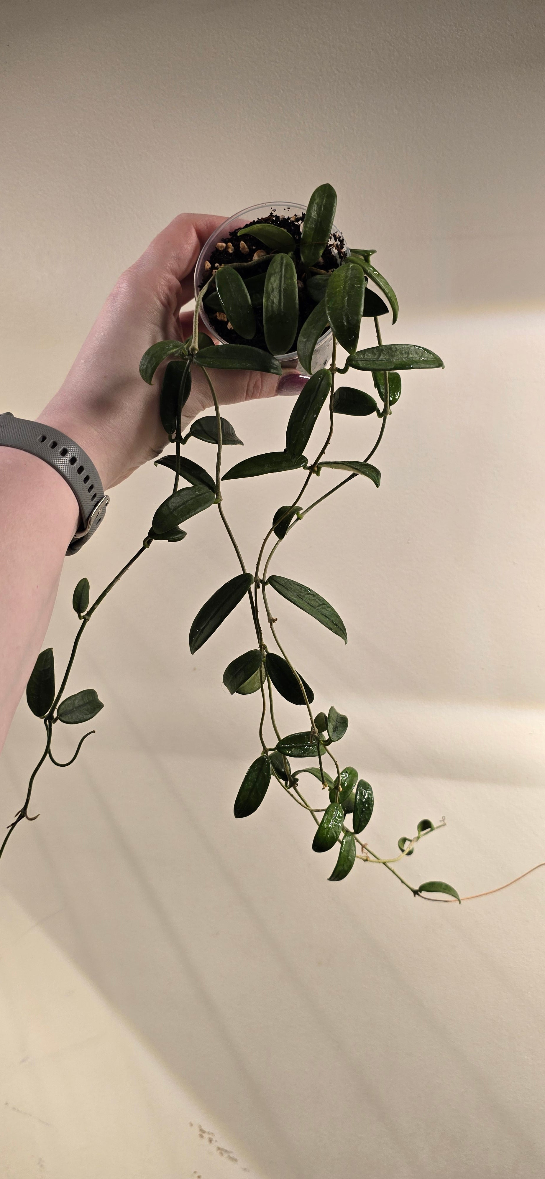 その他観葉植物 HOYA Lyi HoyaLyi1.heic?v=1743482902&