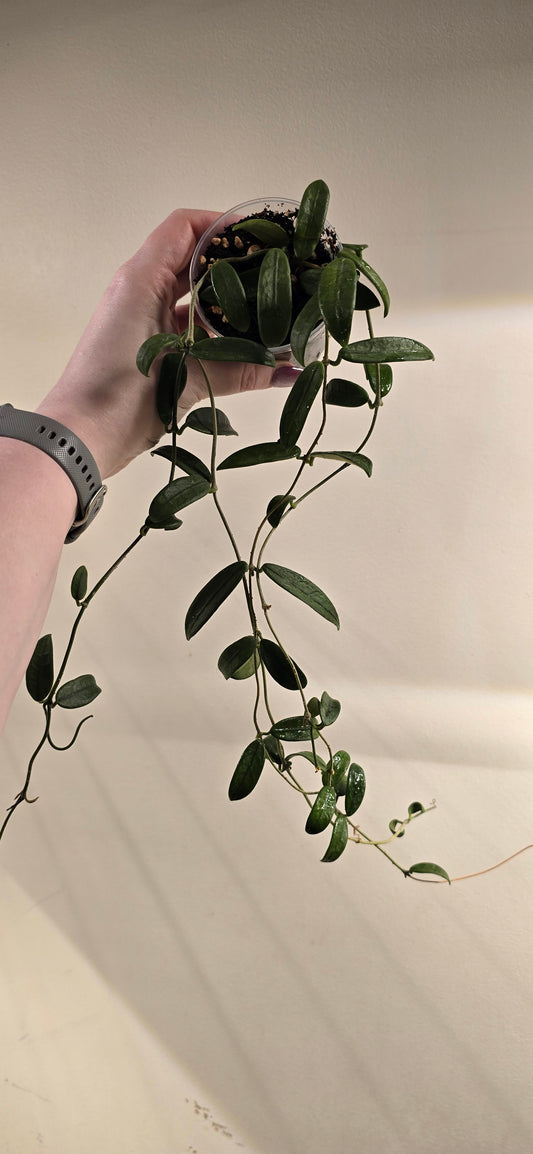 Hoya Lyi