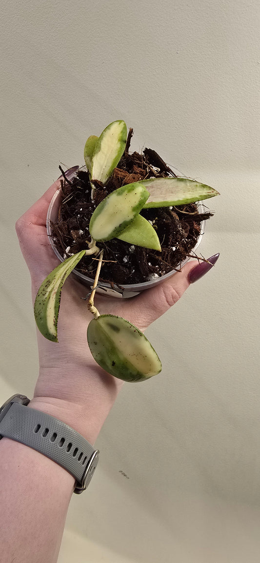 Hoya Verticillata Variegated