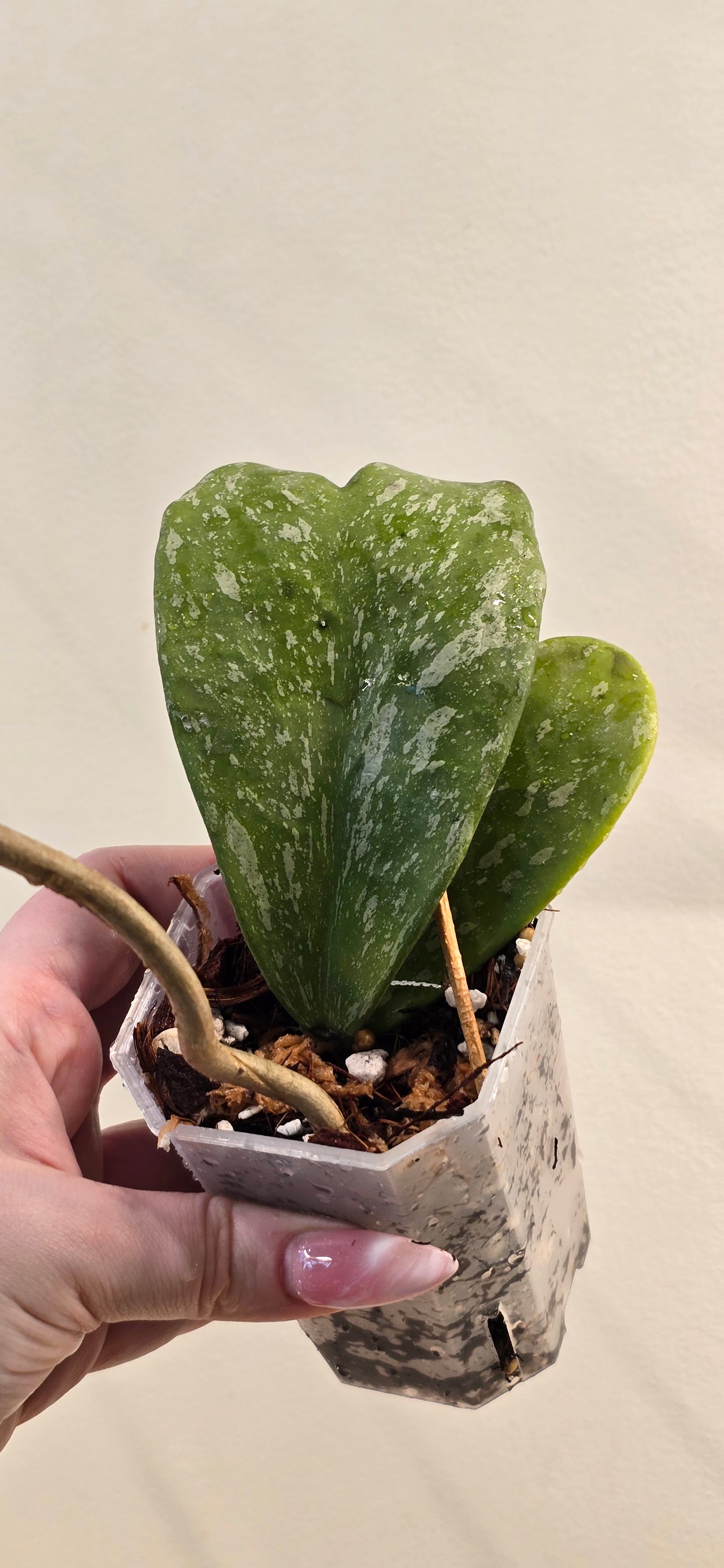 Hoya Kerrii Splash