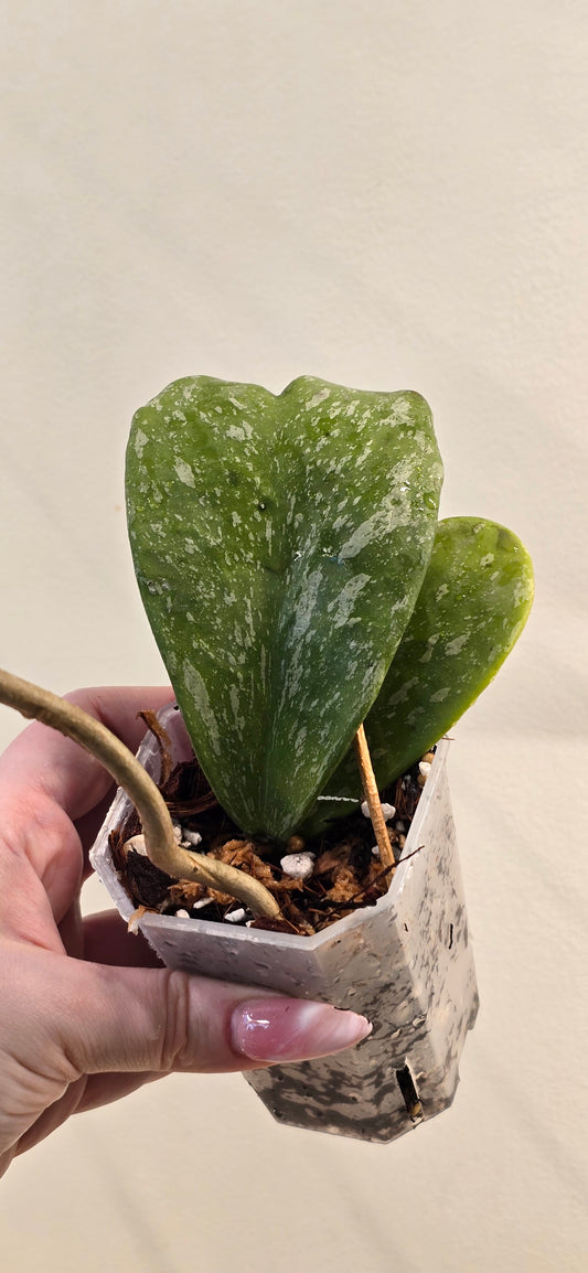Hoya Kerrii Splash