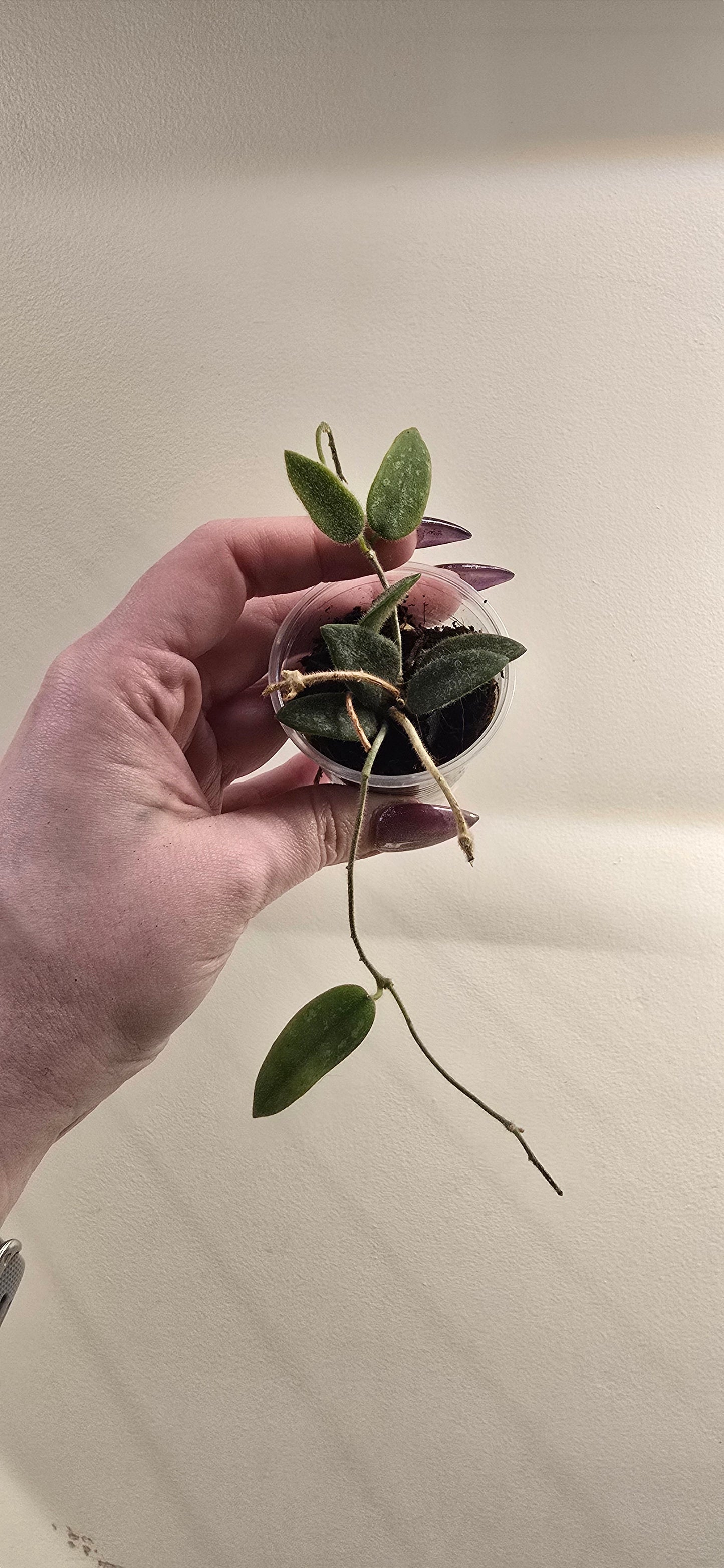 Hoya Thompsonii Splash
