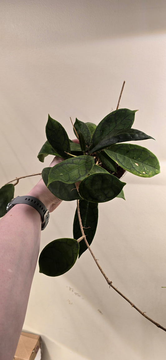 Hoya Callistophylla AH002