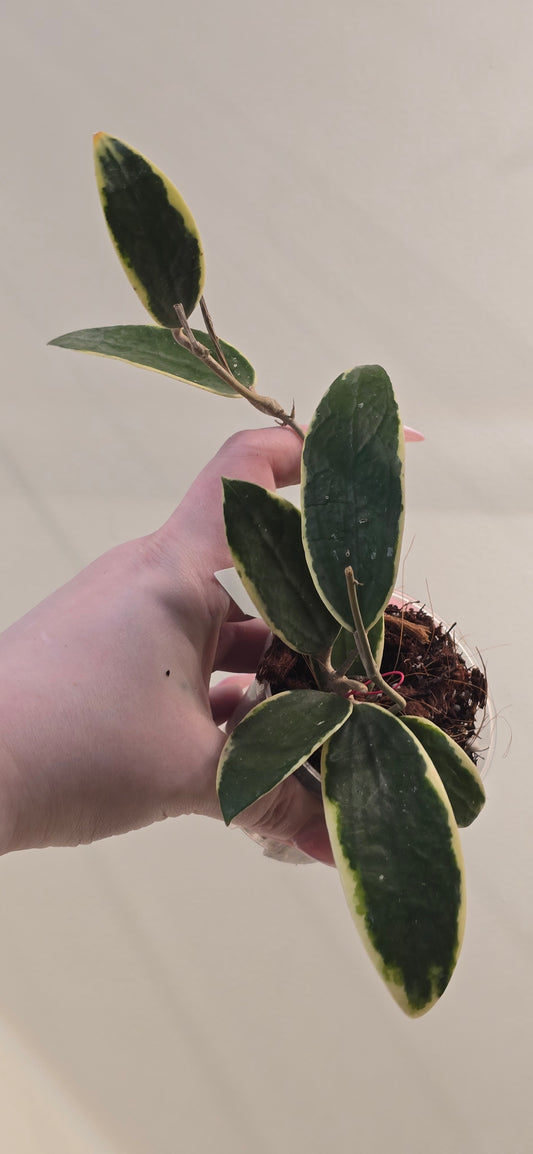 Hoya Verticillata Albomarginata
