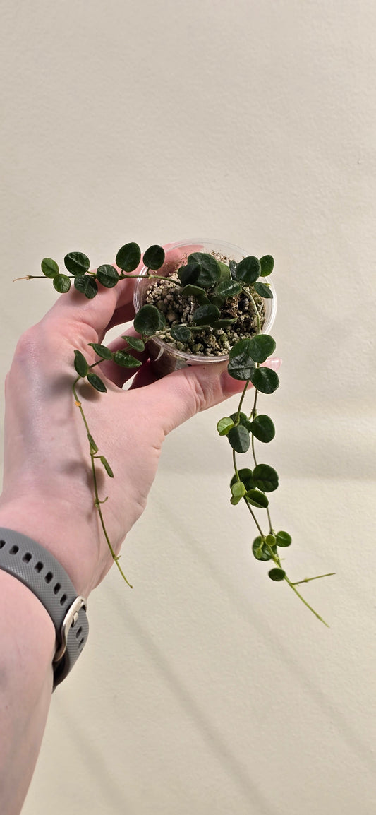Hoya Tengchongensis