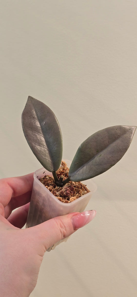 Hoya Wilbur Graves Silver