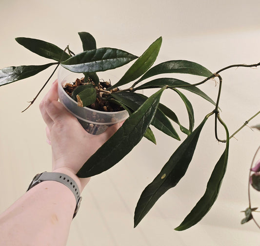 Hoya Sulawesiana