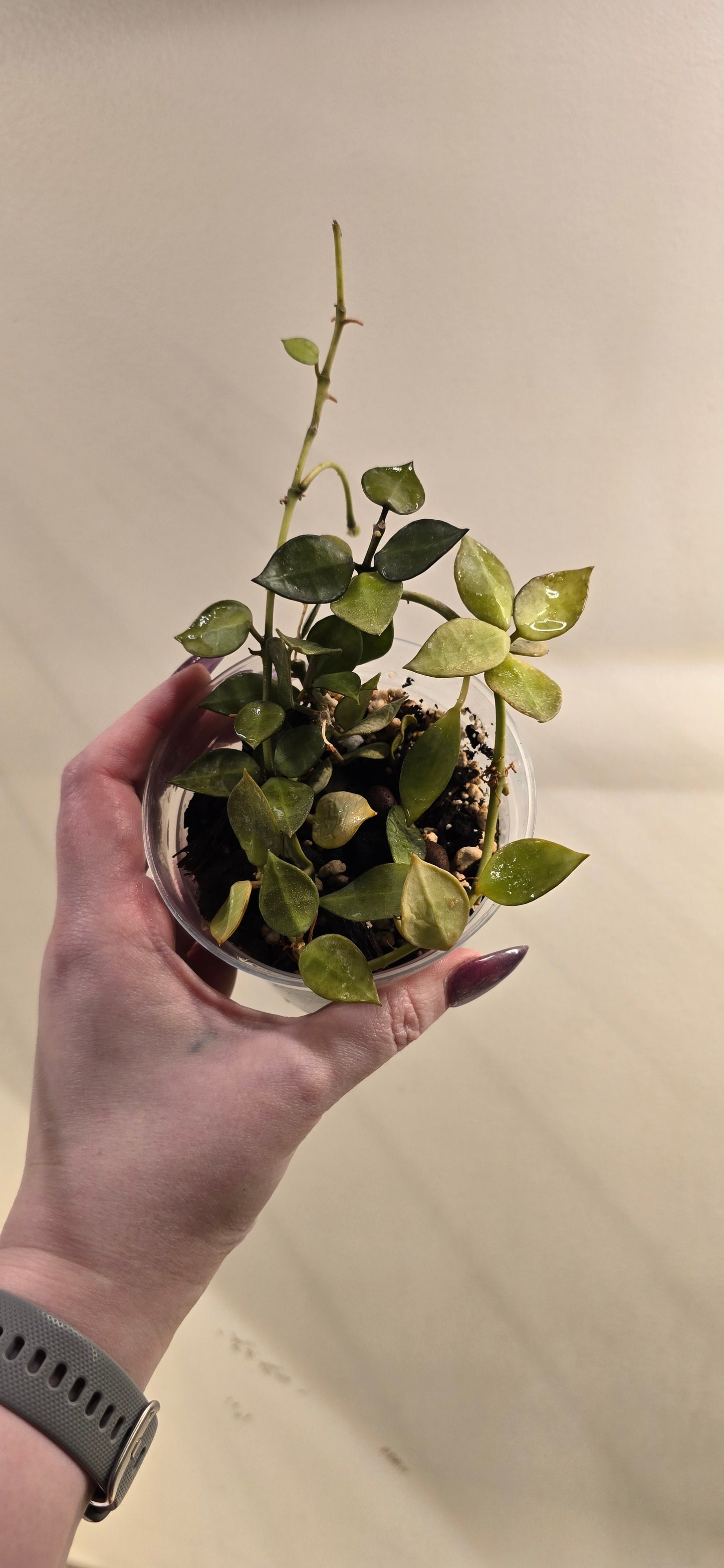 Hoya Krohniana