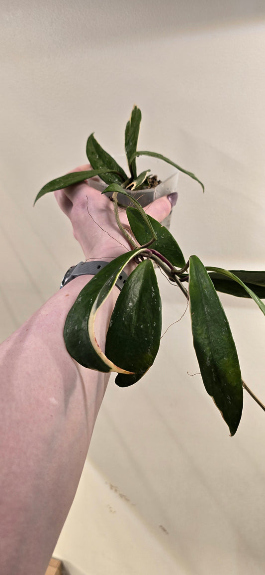 Hoya Publicalyx Albomarginata