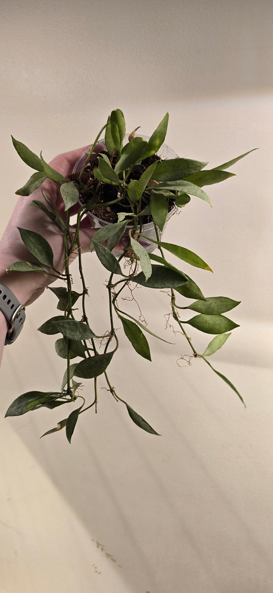 Hoya Lacunosa Silver