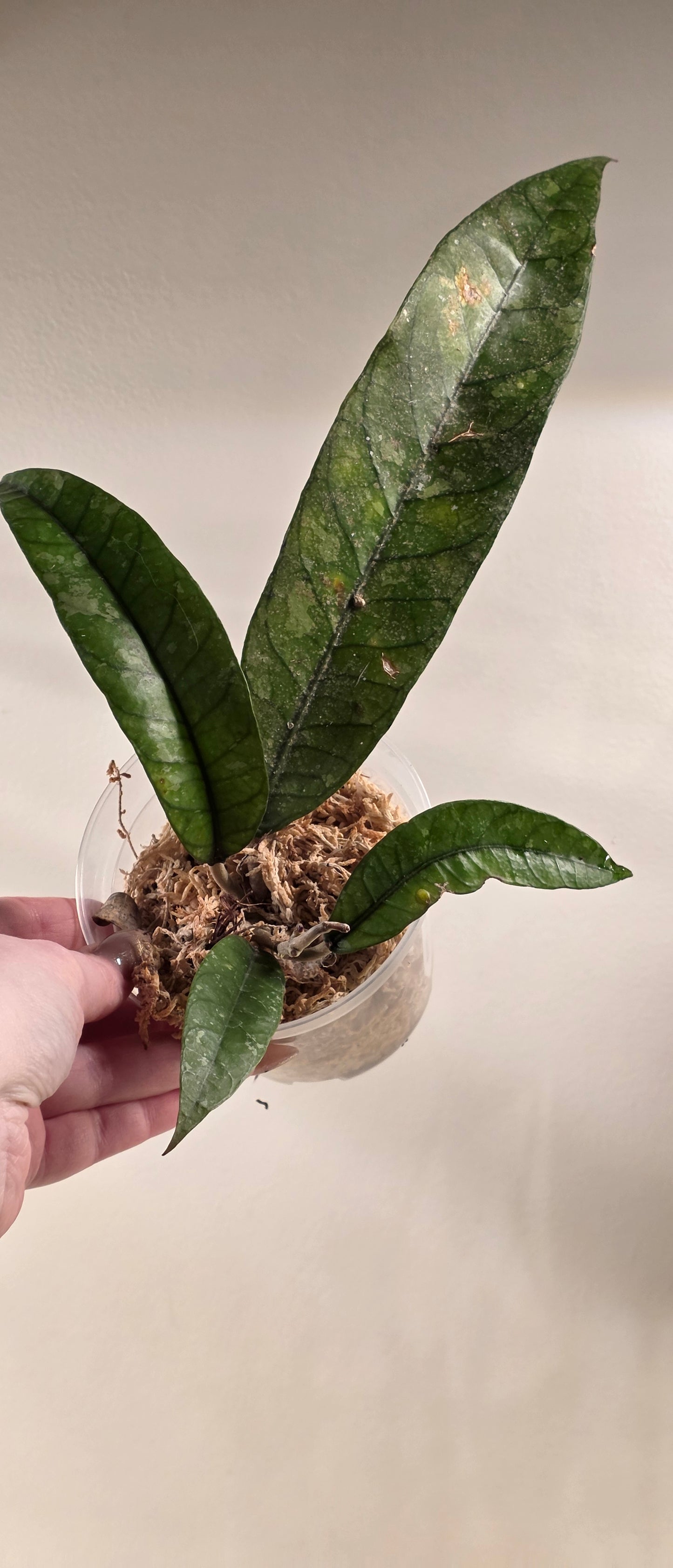 Hoya sp. Aceh TRV000 "Emerald Plume"