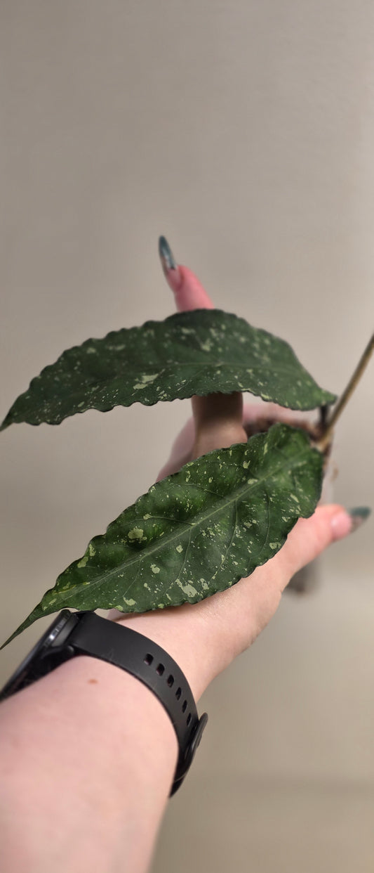 Hoya sp. Aceh TRV0015 "Bahamut"