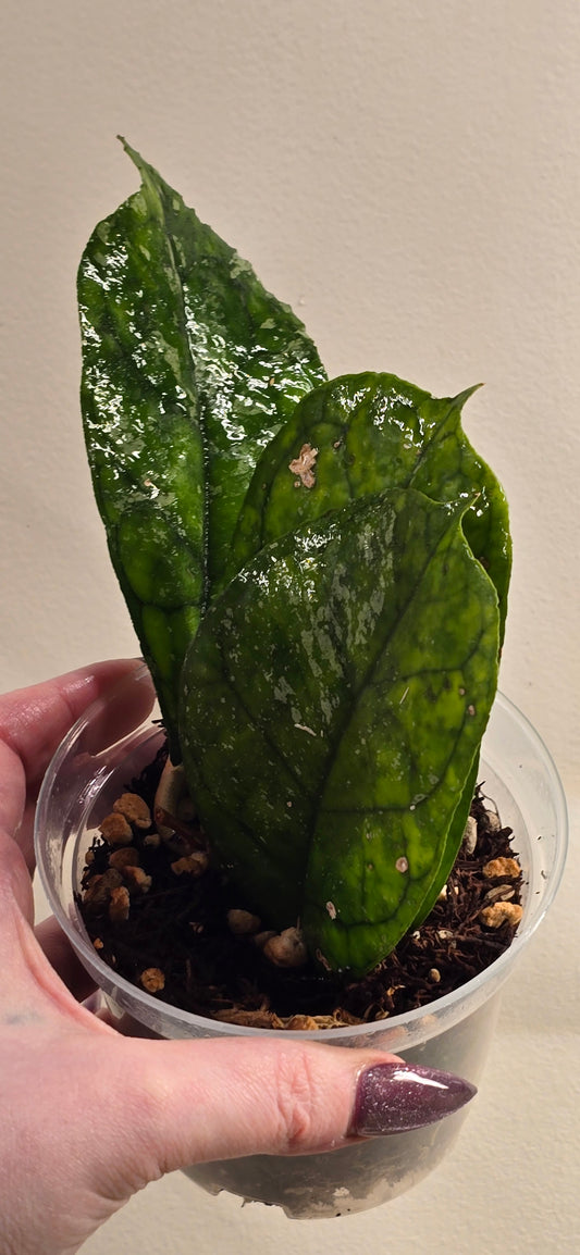 Hoya Svetlana