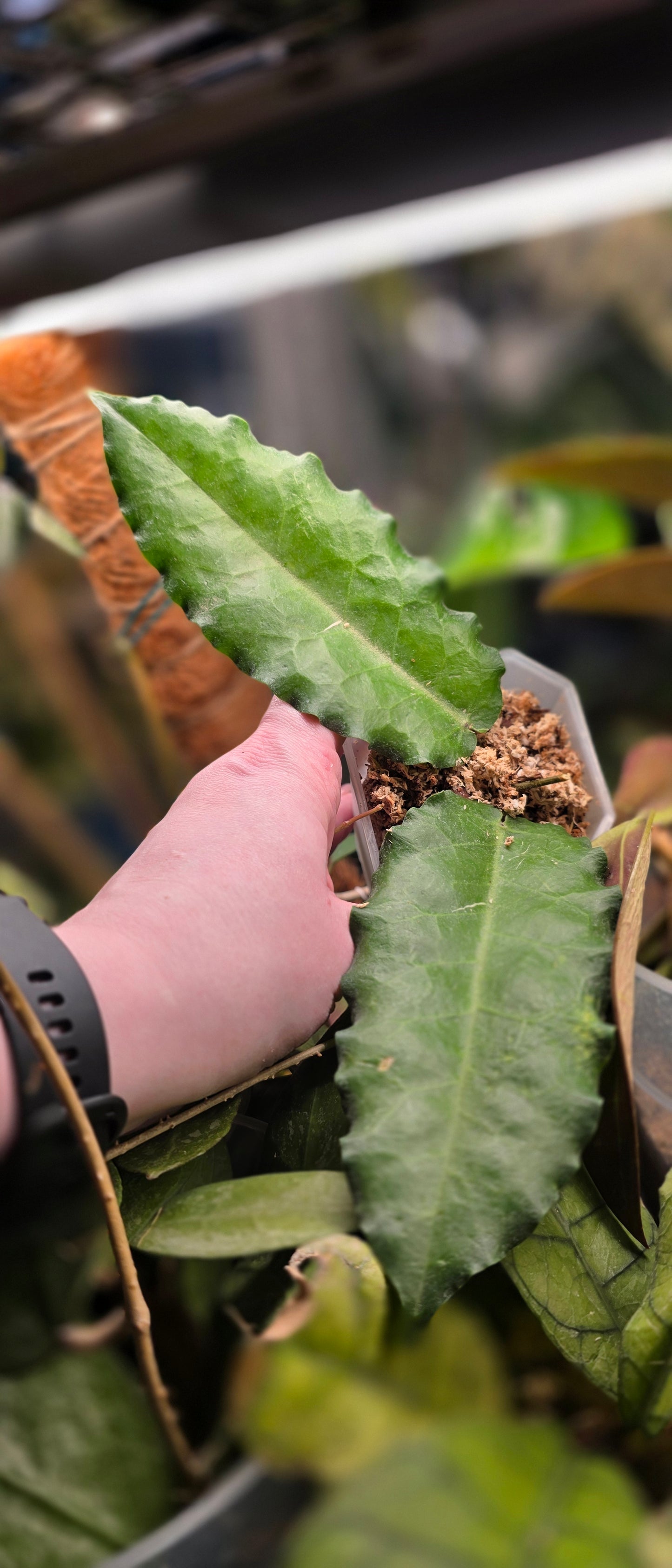 Hoya Versteegii