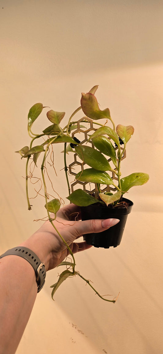 Hoya CV Sunrise