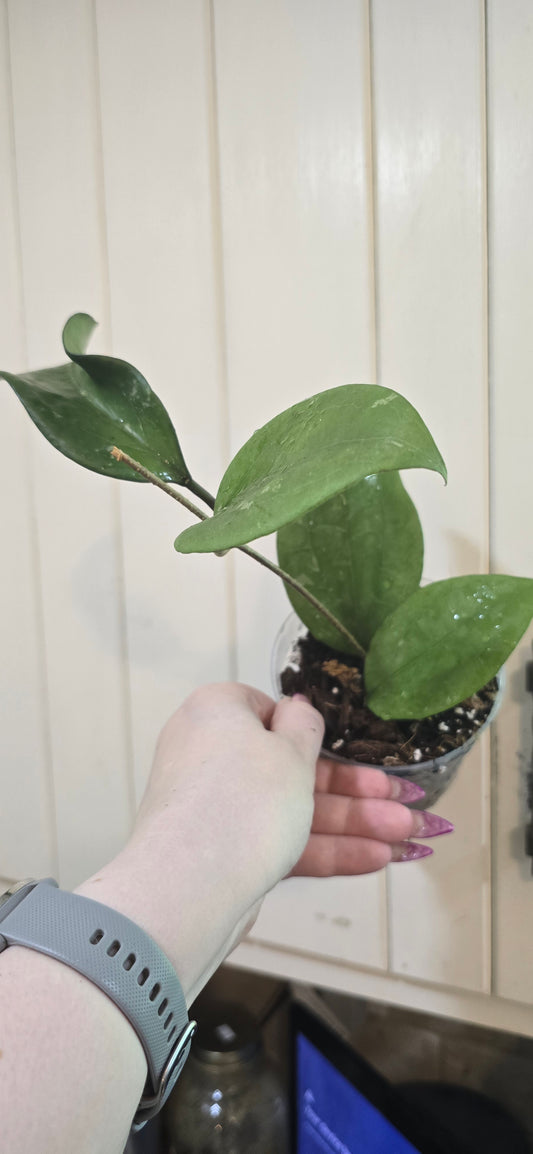 Hoya Balaensis Betong